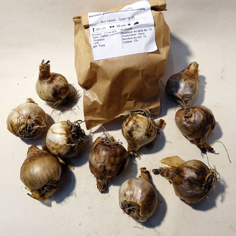 Example of Narcissus pseudonarcissus Obvallaris Zwiebel size 12+ as you get