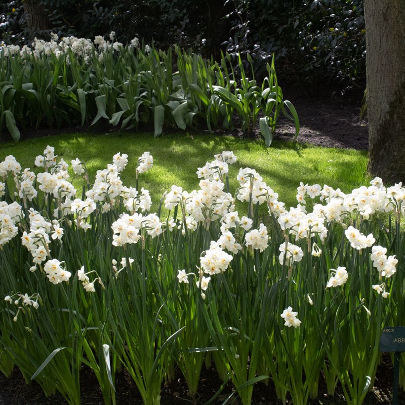 Narcissus tazetta Abba (Plant habit)