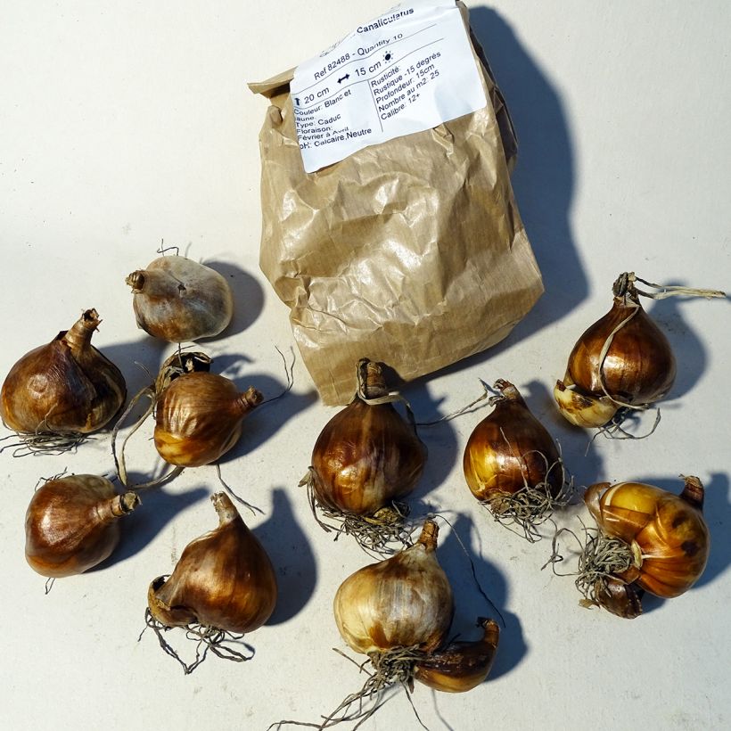 Example of Narcissus tazetta Canaliculatus Zwiebel size 10+ as you get