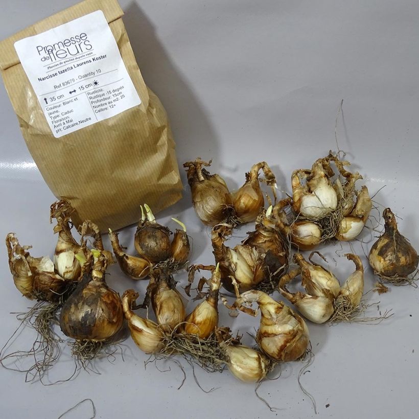 Example of Narcissus tazetta Laurens Koster Zwiebel size 12+ as you get
