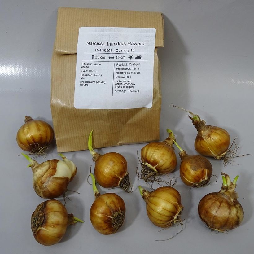 Example of Narcissus Hawera Zwiebel size 10+ as you get