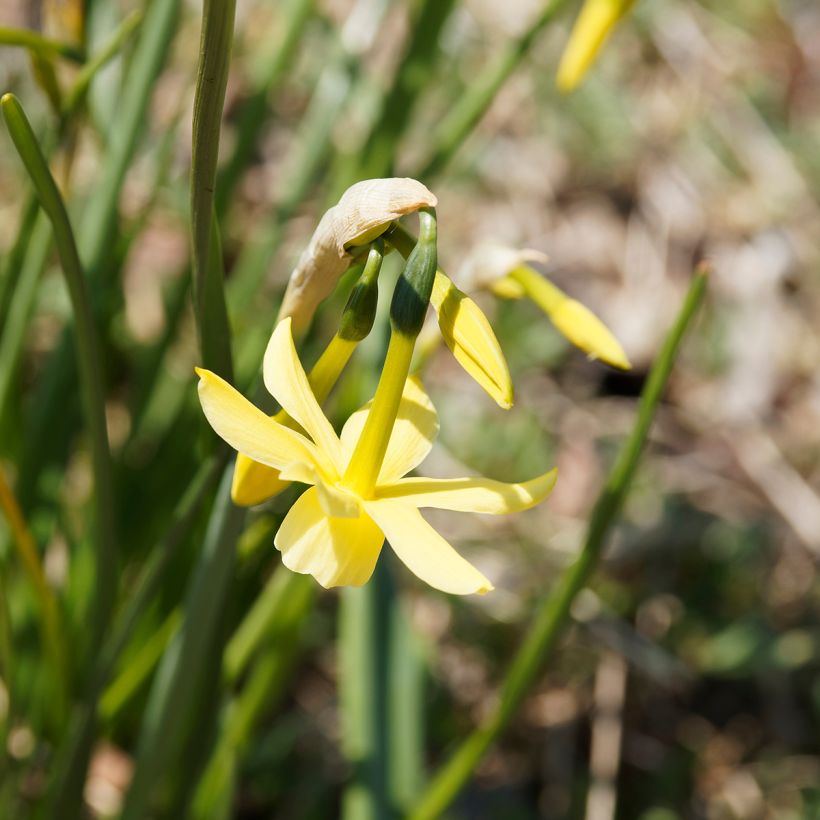 Narcissus Hawera (Flowering)