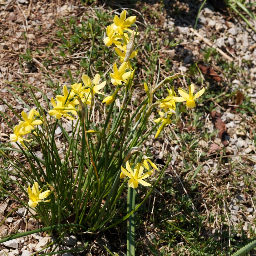 Narcissus Hawera (Plant habit)