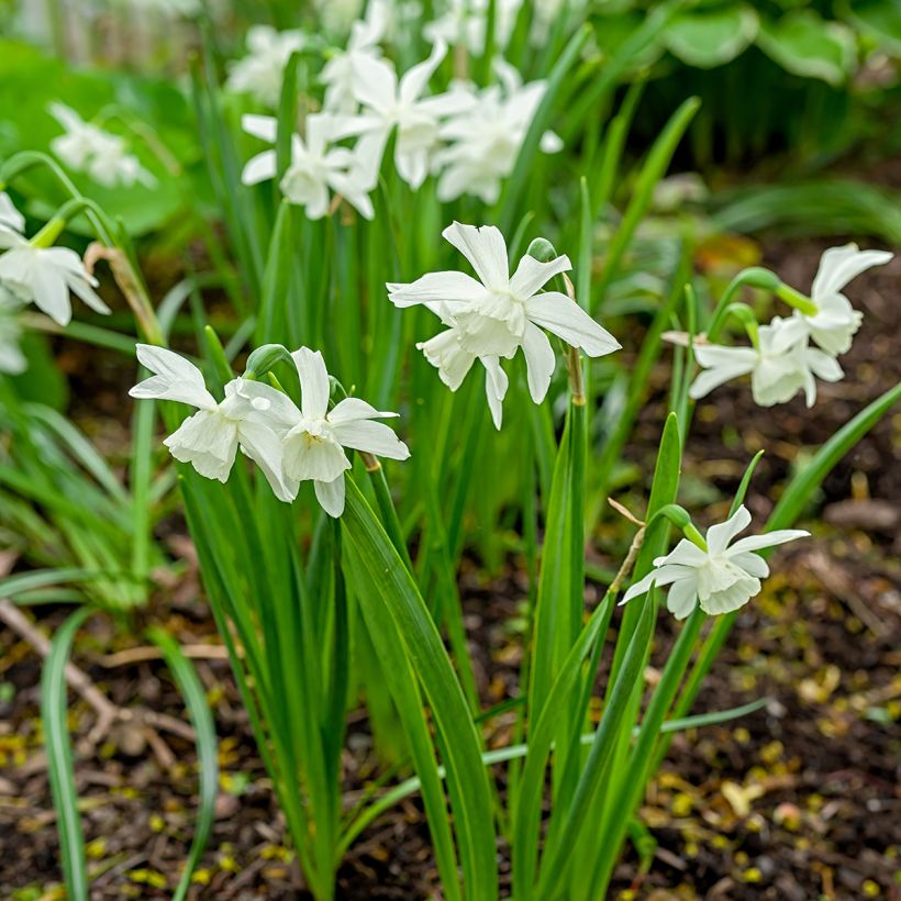 Narcissus Thalia (Plant habit)