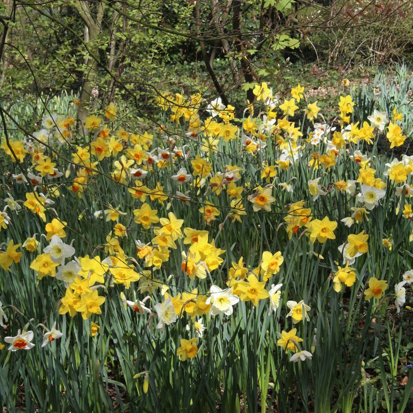 Narcissus Sélection Schryve (Plant habit)
