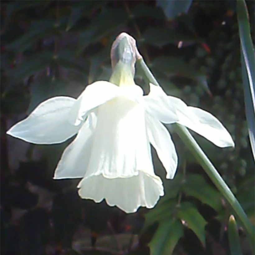 Narcissus pseudonarcissus moschatus (Flowering)