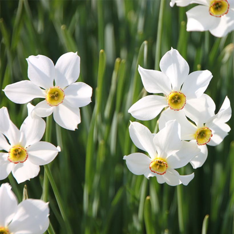 Narcissus poeticus recurvus (Flowering)