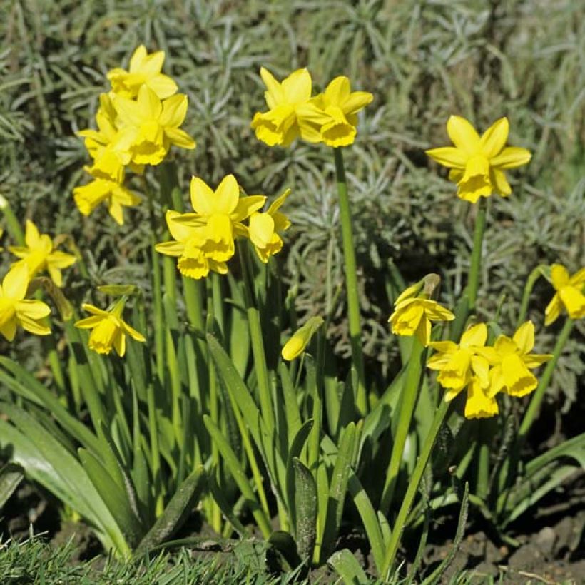 Narcissus cyclamineus Tête à Tête (Plant habit)