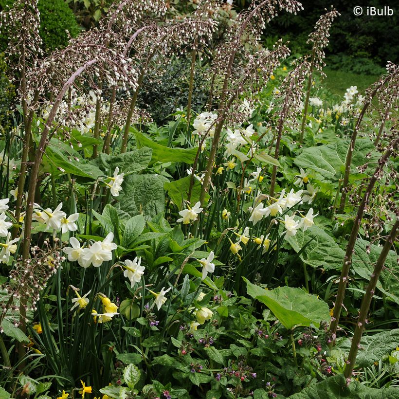 Narcissus Pueblo (Plant habit)