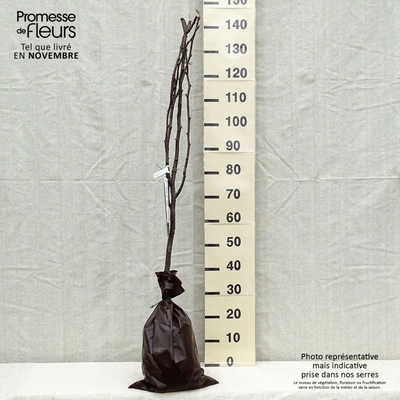 Example of Nashi-Birne Hosui - Pyrus pyrifolia Plug "Fertig-zum-Pflanzen", Gobelet-Form as you get in automne
