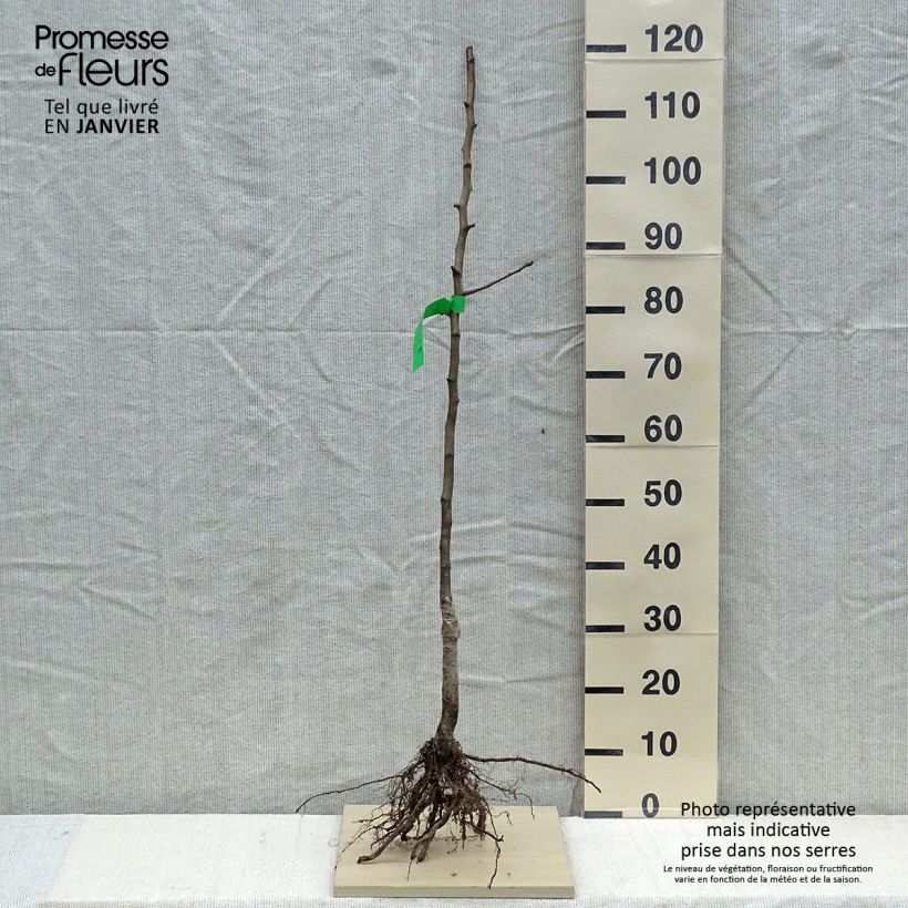 Example of Nashi-Birne Hosui Bio - Pyrus pyrifolia Wurzelnackt, Heister as you get in hiver