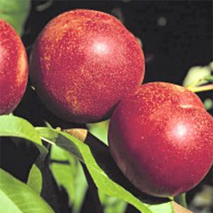 Nektarine Crimson Gold - Prunus persica (Harvest)