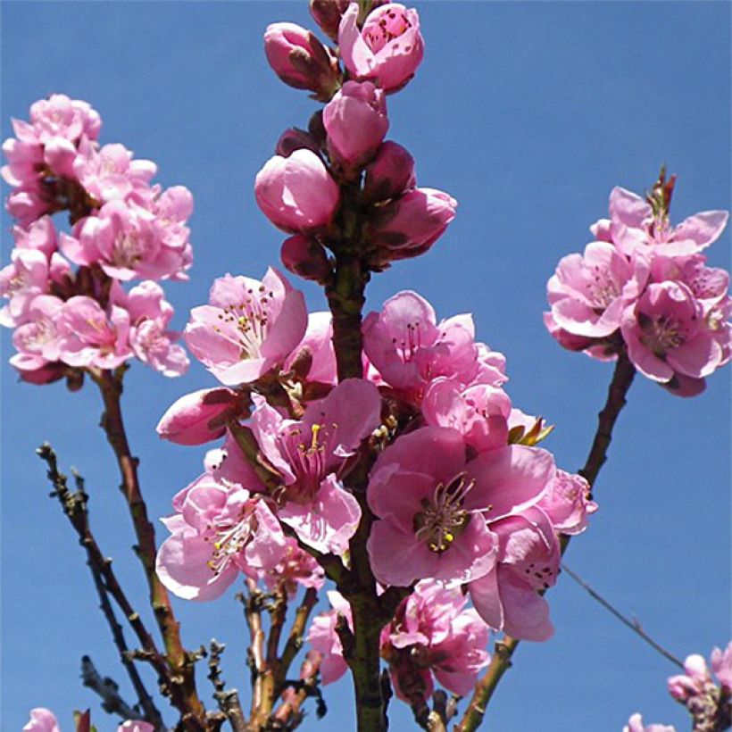 Nektarine Fantasia - Prunus persica var. nucipersica (Flowering)