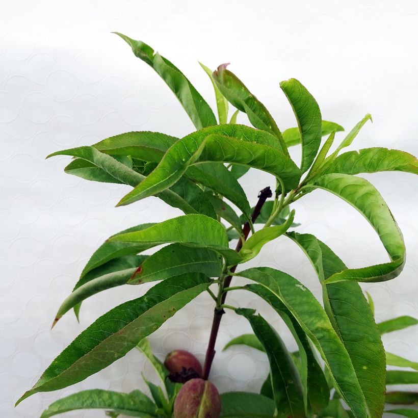 Nektarine Fantasia - Prunus persica var. nucipersica (Foliage)