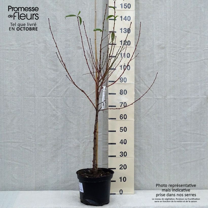 Example of Nektarine Fantasia - Prunus persica var. nucipersica Topf mit 7,5L/10L, Gobelet-Form as you get in automne