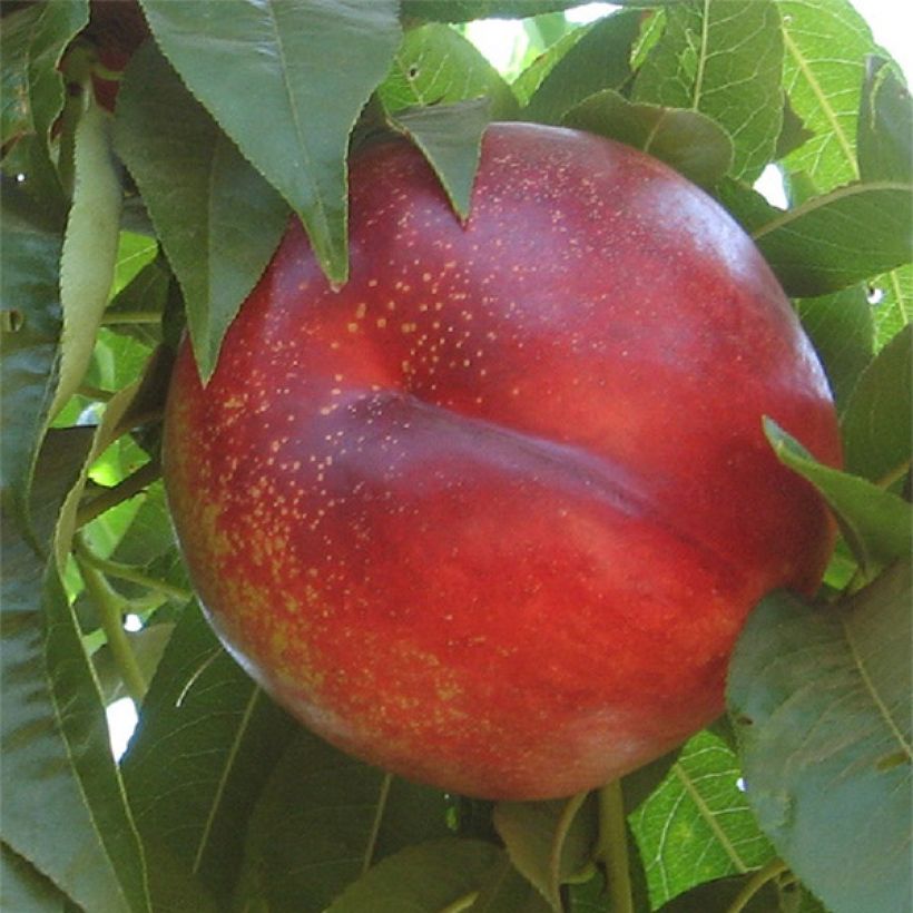 Nektarine Flavor Gold - Prunus persica (Flowering)