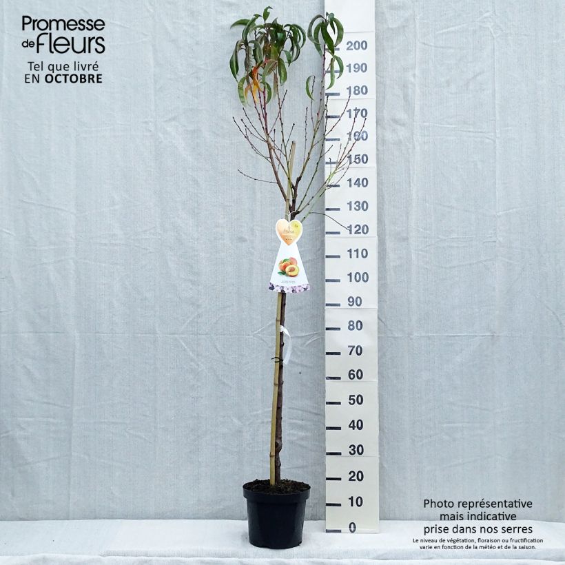 Example of Nektarine Flavor Top - Prunus persica-nucipersica Topf mit 7,5L/10L, Halbstamm as you get in automne