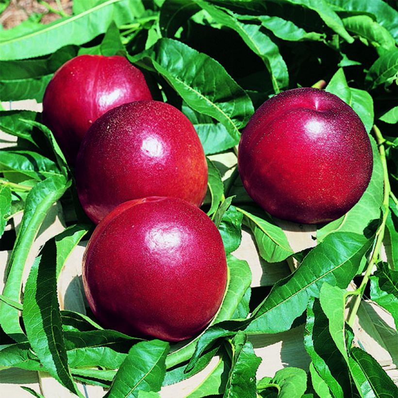 Nektarine Honey Kist - Prunus persica (Harvest)