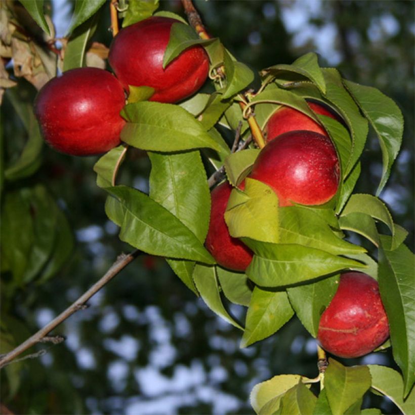 Nektarine Honey Muscat - Prunus persica (Flowering)