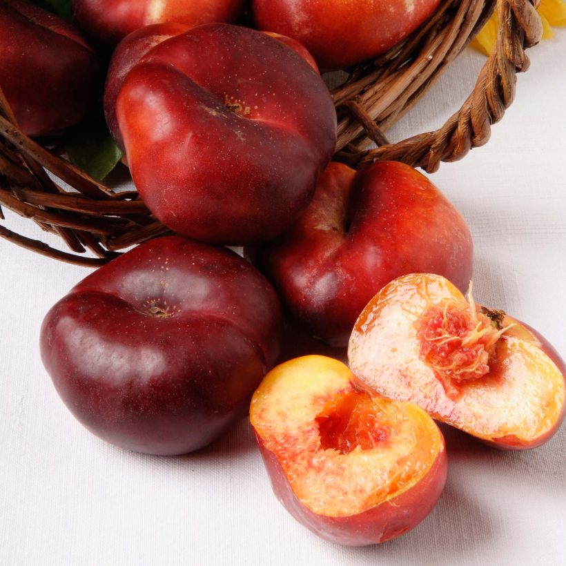 Nektarine Mesembrine - Prunus persica (Harvest)