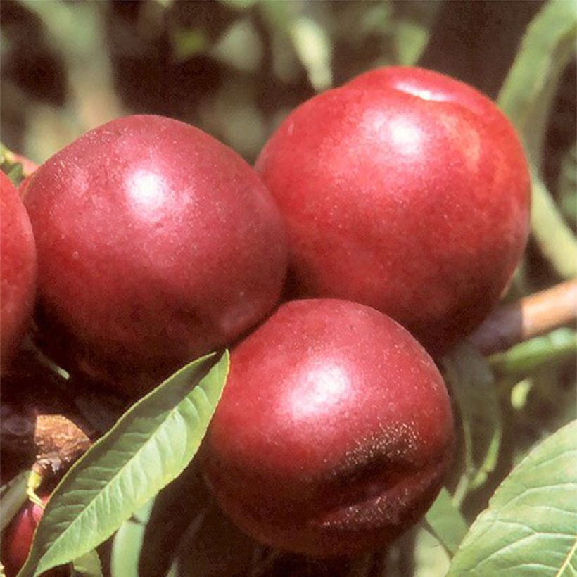 Nektarine Morton - Prunus persica (Harvest)