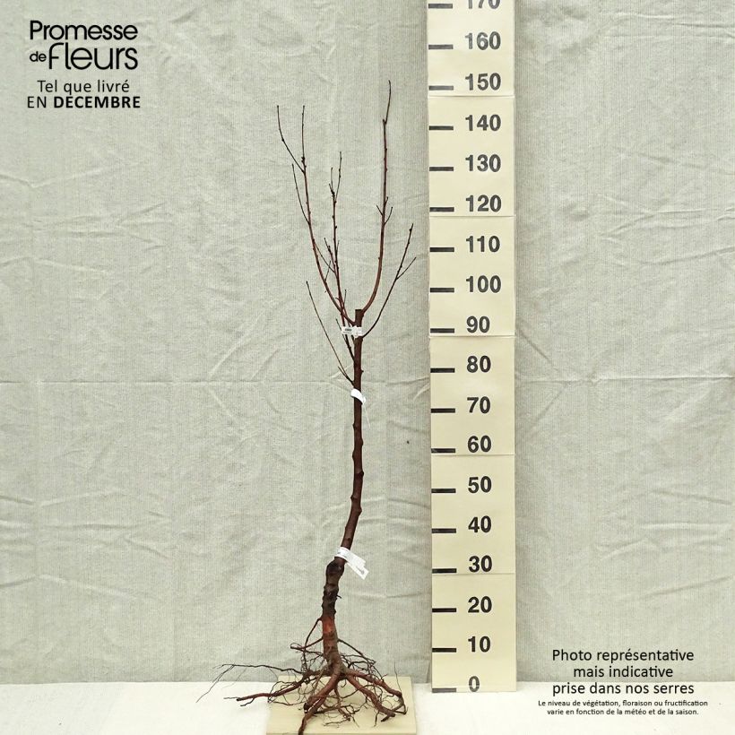 Example of Nektarine Nectared 6 - Prunus persica nucipersica Wurzelnackt, Heister as you get in hiver
