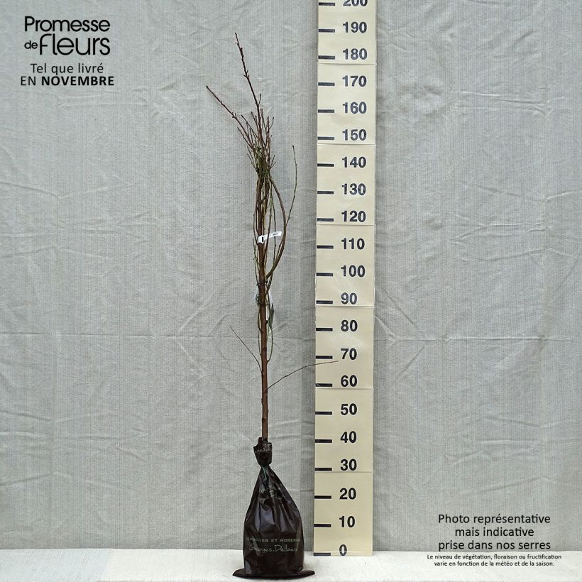 Example of Nektarine Nectared 6 - Prunus persica nucipersica Plug "Fertig-zum-Pflanzen", Heister as you get in automne
