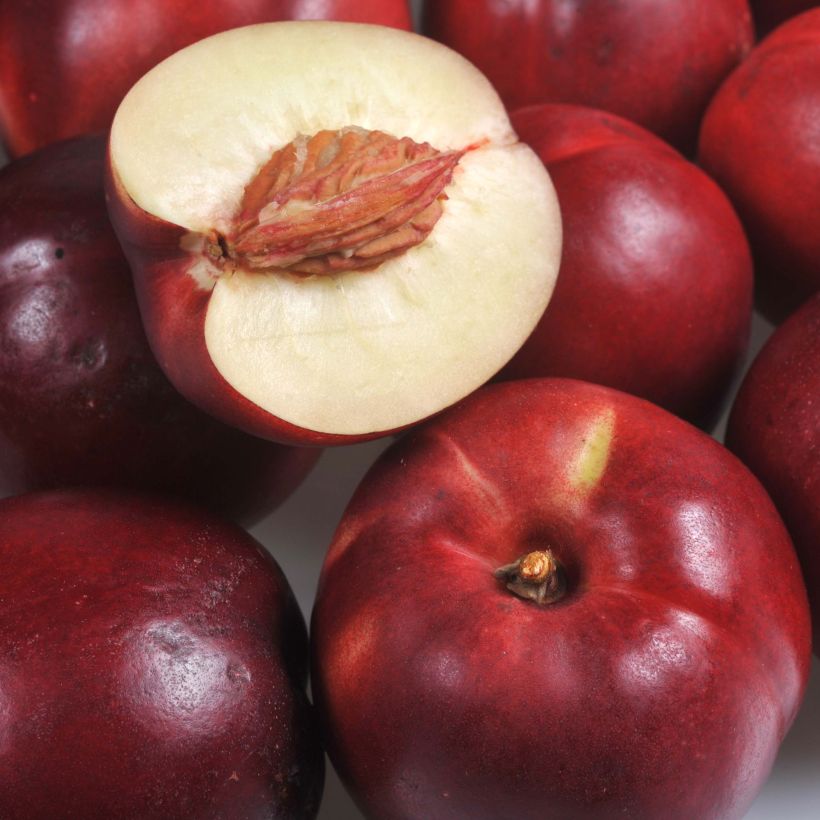 Nektarine Olympio Ferbijon - Prunus persica (Harvest)
