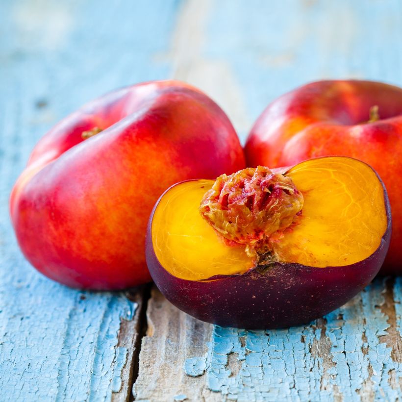 Nektarine Flateryna - Prunus persica-nucipersica (Harvest)