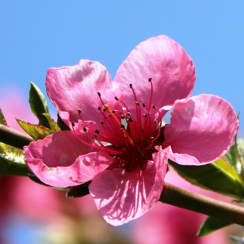 Nektarine Flavor Top - Prunus persica-nucipersica (Flowering)
