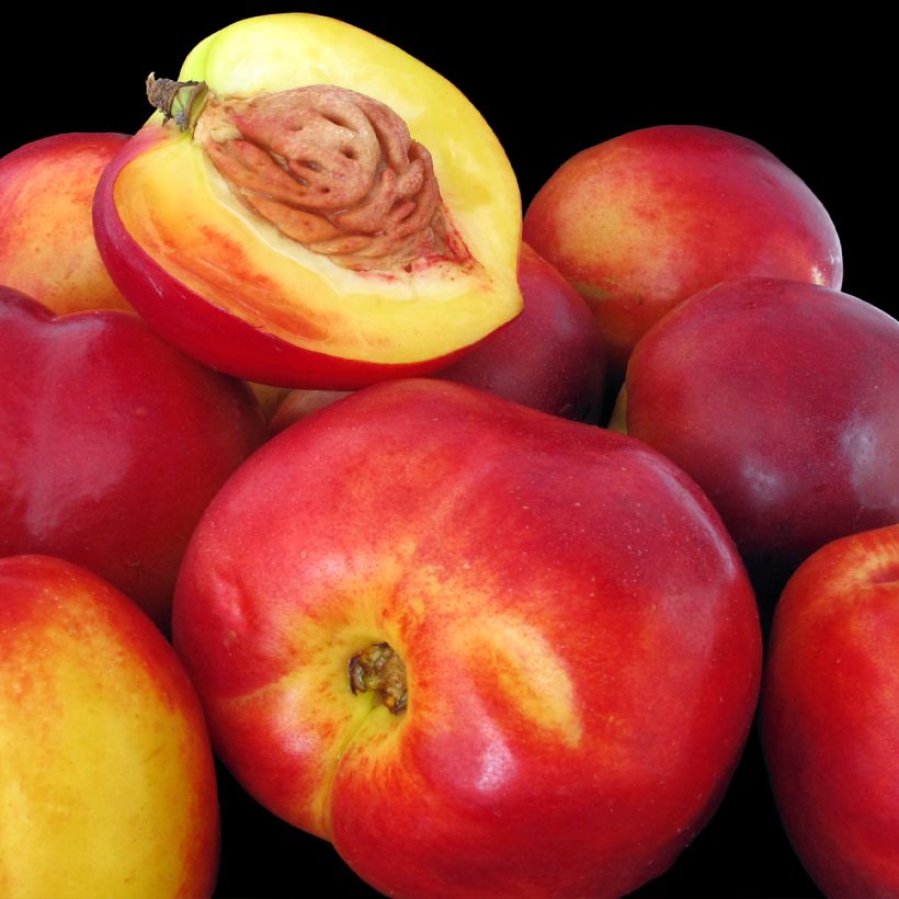Nektarine Flavor Top - Prunus persica-nucipersica (Harvest)