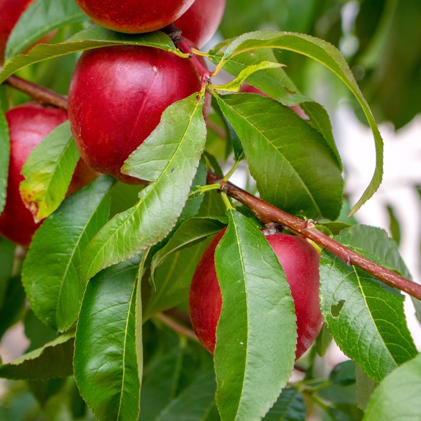 Nektarine Nectared 6 - Prunus persica nucipersica (Foliage)