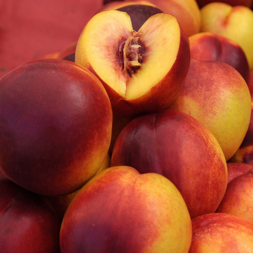 Nektarine Nectared 6 - Prunus persica nucipersica (Harvest)