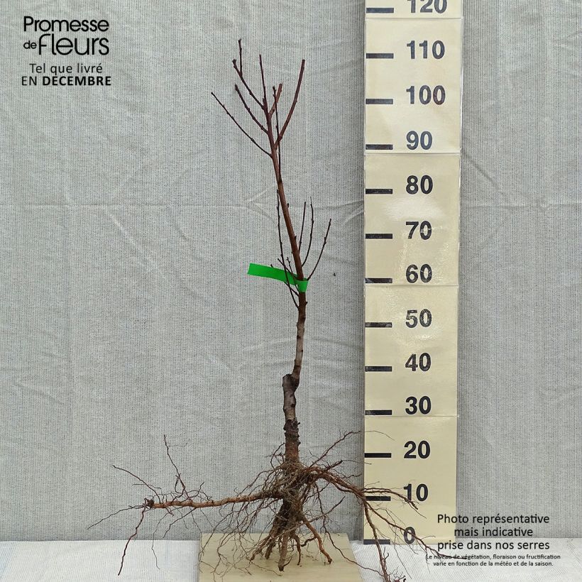Example of Nektarine Nectarose - Prunus persica nucipersica Wurzelnackt, Heister as you get in hiver