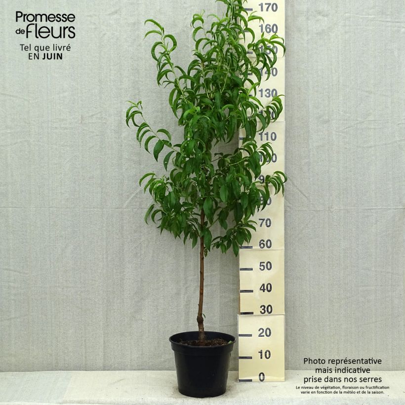 Example of Nektarine Nectarose - Prunus persica nucipersica Topf mit 7,5L/10L, Gobelet-Form as you get in ete