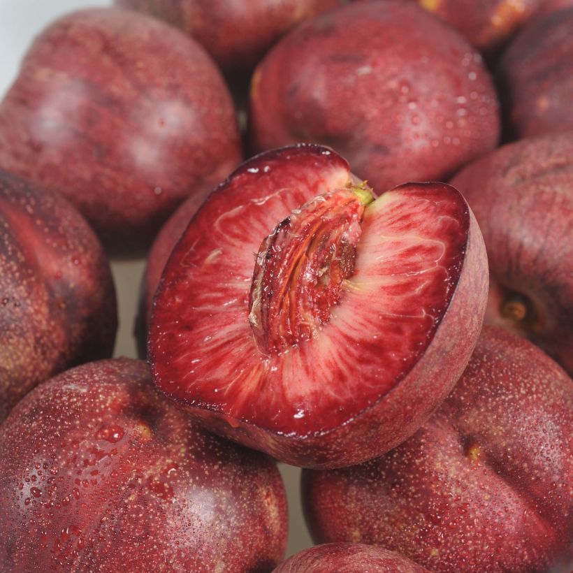 Pfirsich Sanguine d'Auvergne 'Pilsang' - Prunus persica (Harvest)