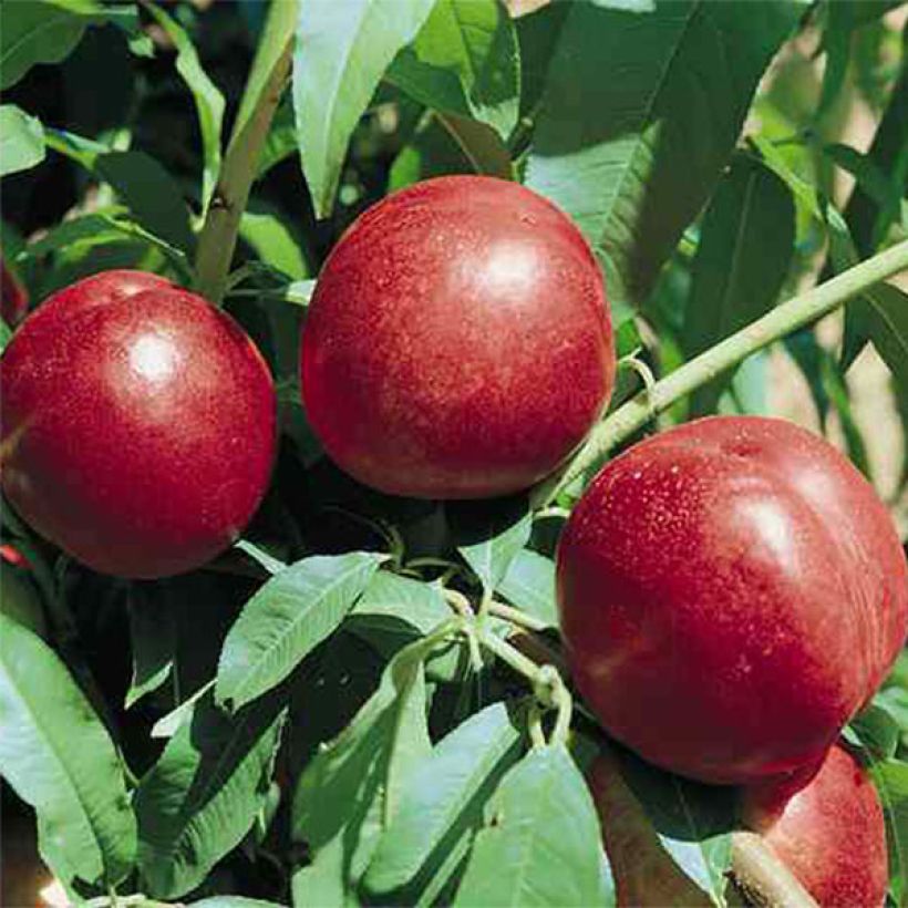 Nektarine Silver Gem - Prunus persica (Harvest)