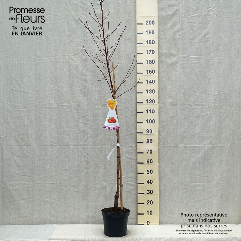 Exemplar von Nektarine Flateryna - Prunus persica-nucipersica Topf mit 7,5L/10L, Halbstamm wie im Winter geliefert