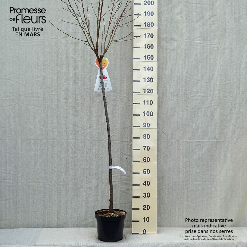 Exemplar von Nektarine Flateryna - Prunus persica-nucipersica Topf mit 7,5L/10L, Halbstamm wie im Frühjahr geliefert