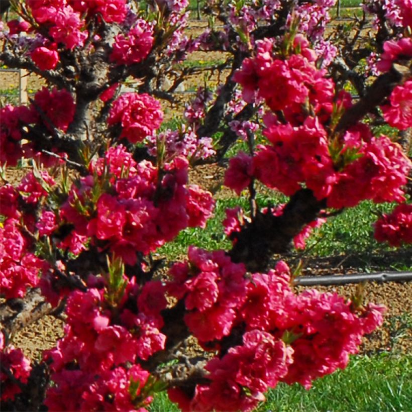 Nektarine Garden Beauty - Prunus persica (Flowering)