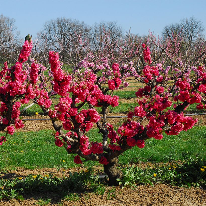 Nektarine Garden Beauty - Prunus persica (Plant habit)