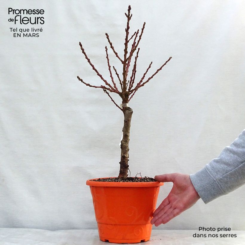 Exemplar von Nektarine Garden Beauty - Prunus persica Topf mit 6L/7L, 1/4 Stängel wie im Frühjahr geliefert