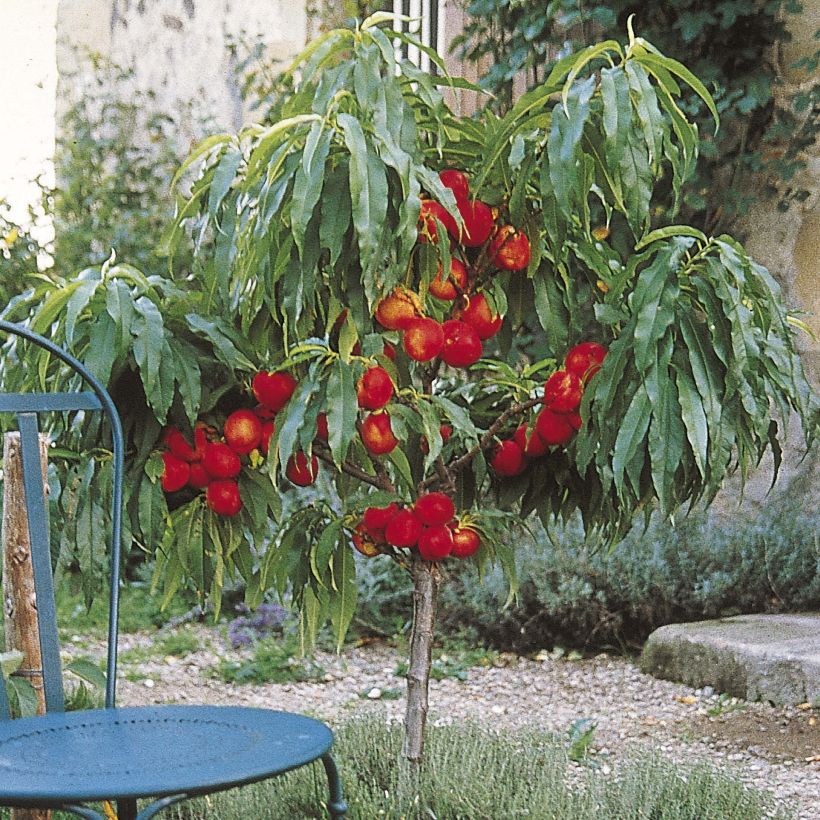 Nektarine Nectarella 'Zaidulab' - Prunus persica (Plant habit)