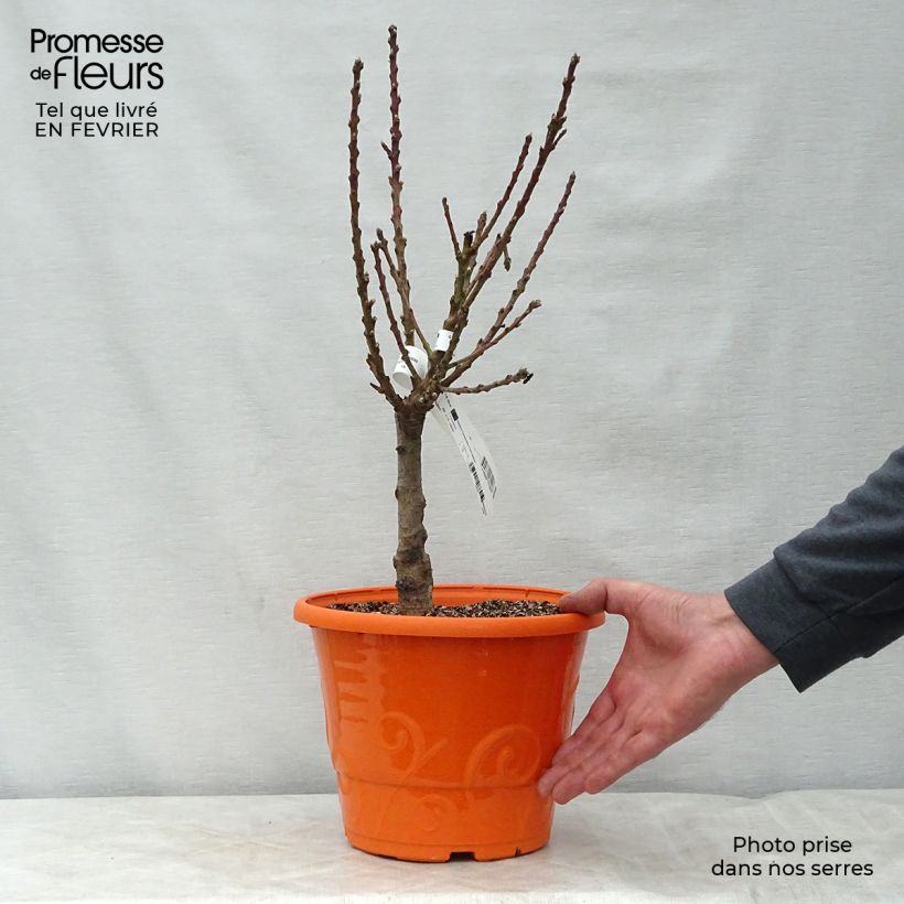Exemplar von Zwerg-Nektarine Rubis Necta Zee - Prunus persica Topf mit 7,5L/10L, Zwergform wie im Winter geliefert