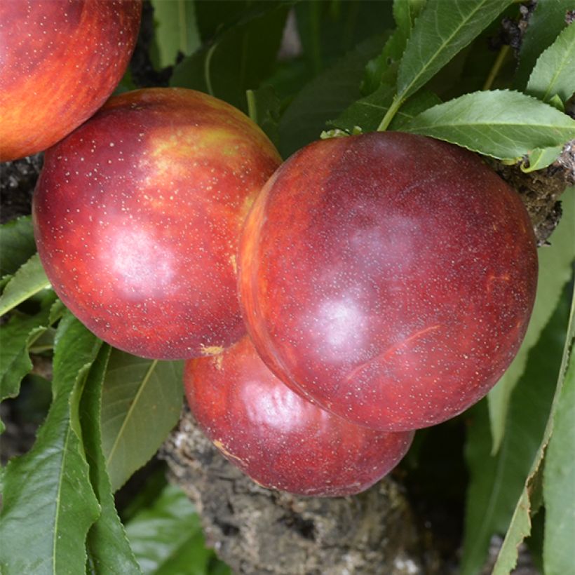 Zwerg-Nektarine Rubis Necta Zee - Prunus persica (Harvest)