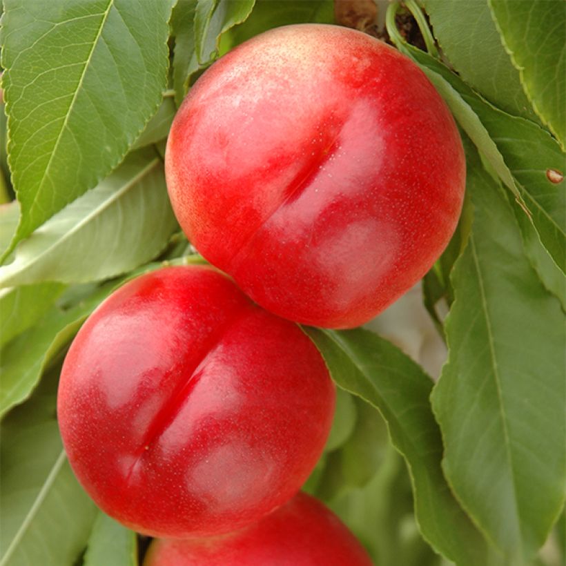 Zwerg-Nektarine Snow Baby Zaisno - Prunus persica (Harvest)