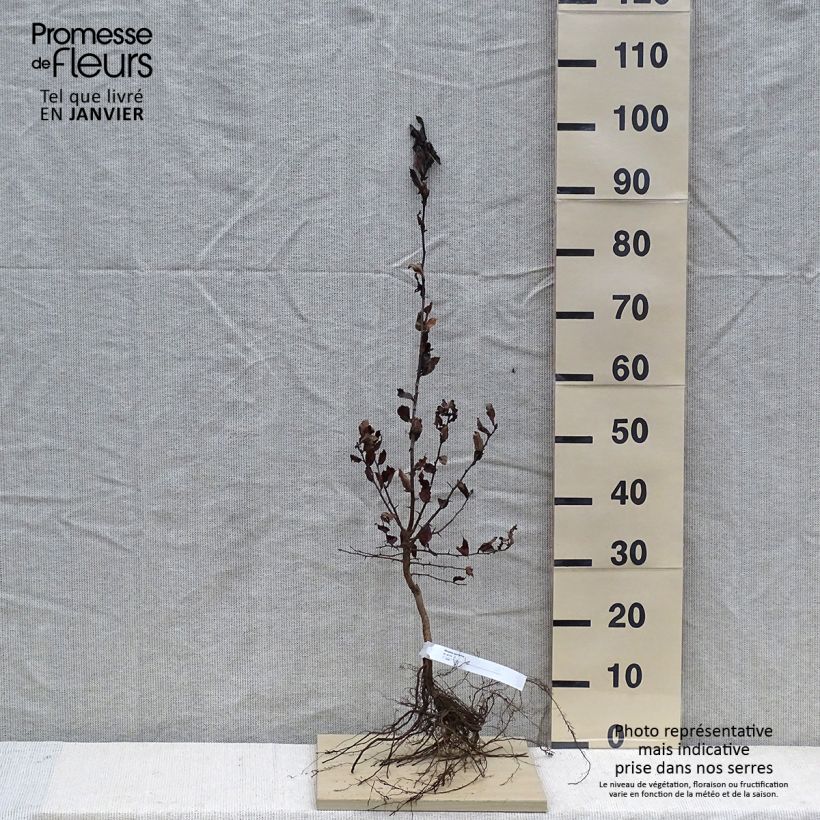 Example of Echte Mispel - Mespilus germanica Wurzelnackt as you get in hiver