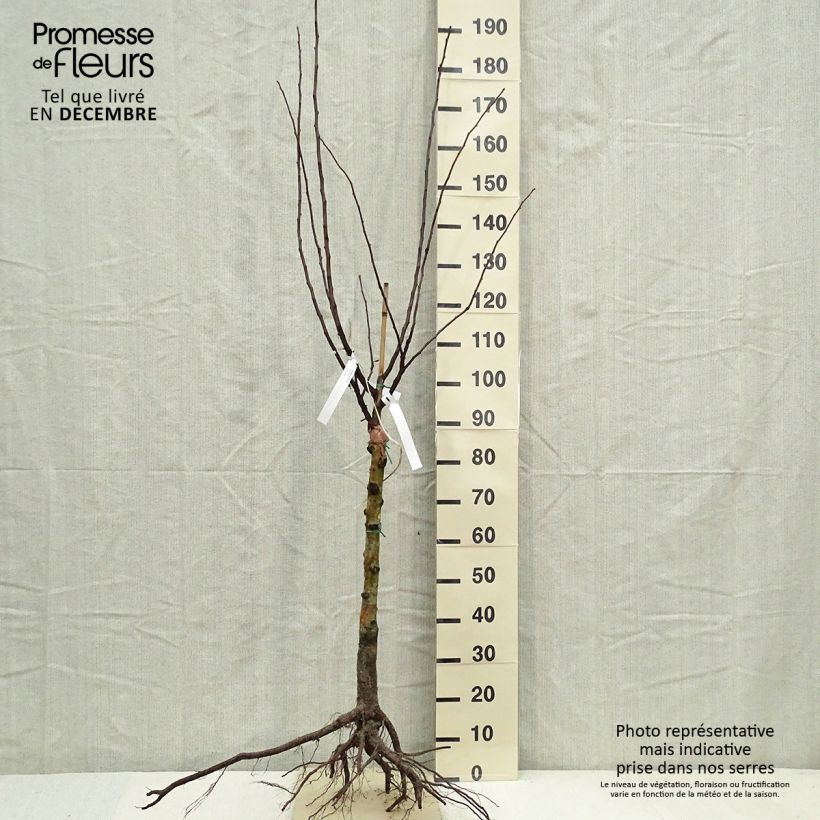 Example of Echte Mispel - Mespilus germanica Wurzelnackt as you get in hiver