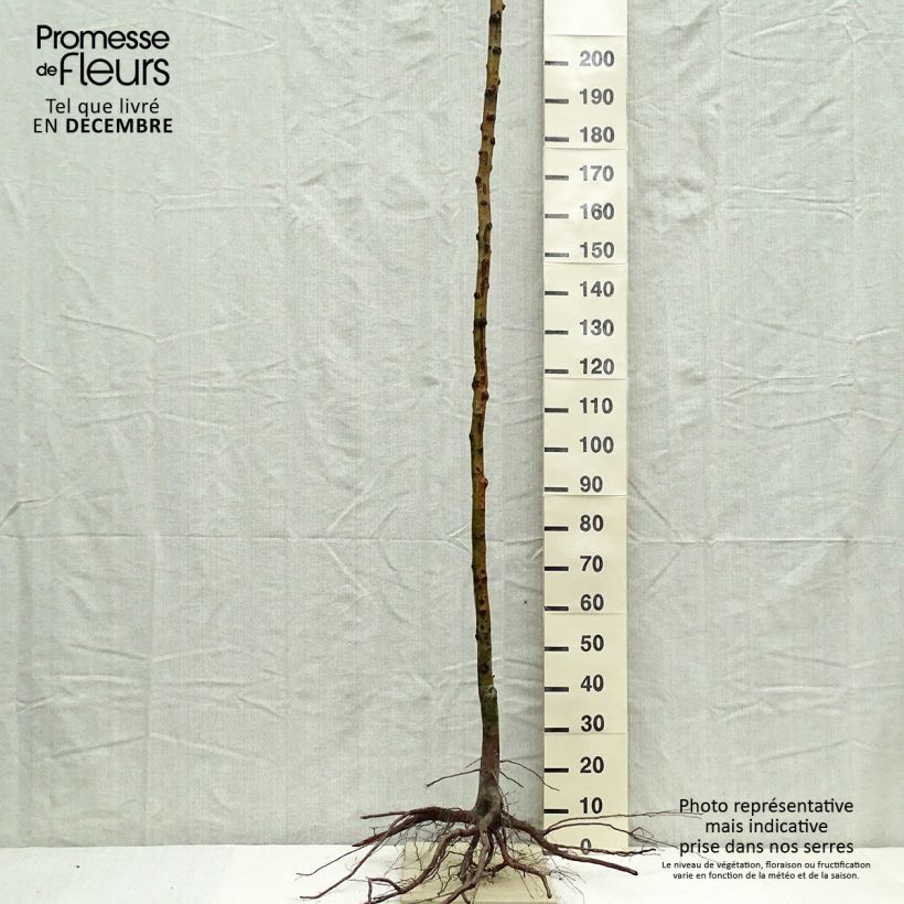 Example of Echte Mispel - Mespilus germanica Wurzelnackt as you get in hiver