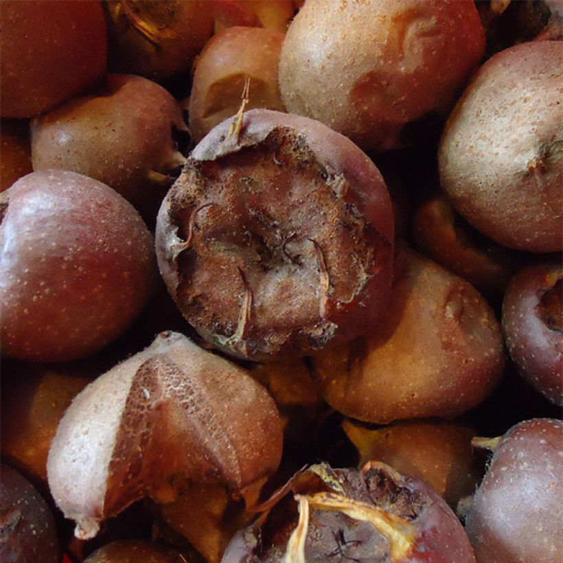 Echte Mispel Westerveld - Mespilus germanica (Harvest)